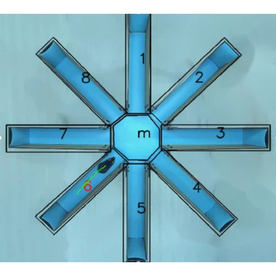 Лабиринт радијалног крака